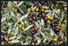 Olive Harvest III