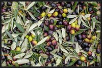 Olive Harvest III