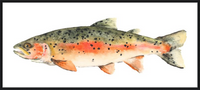 Brook the Trout