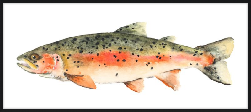 Brook the Trout