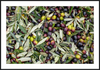 Olive Harvest III