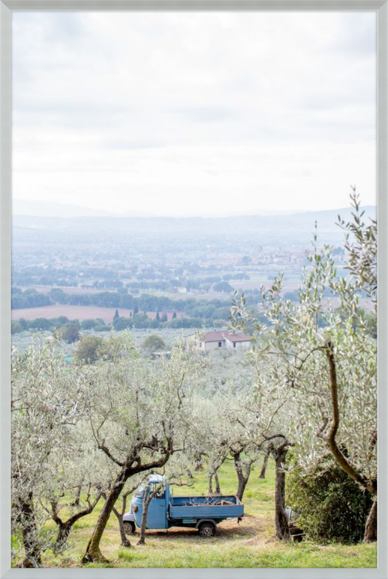 Olive Harvest II