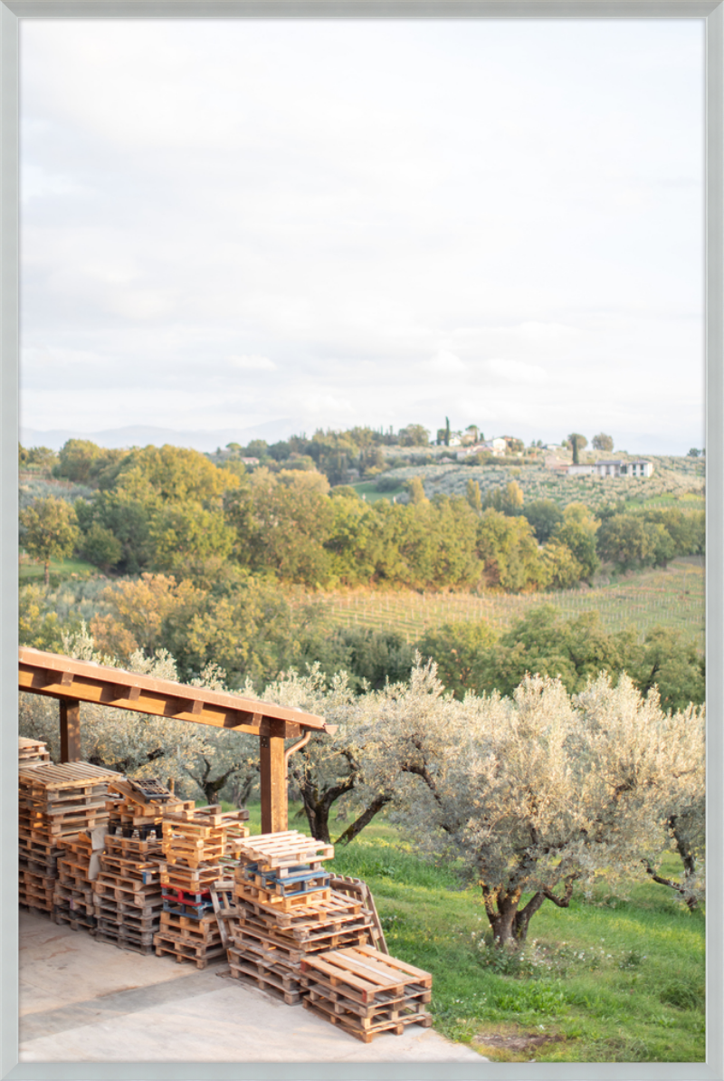 Italian Vineyard