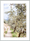 Olive Grove in Spella, Italy