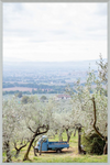 Olive Harvest II