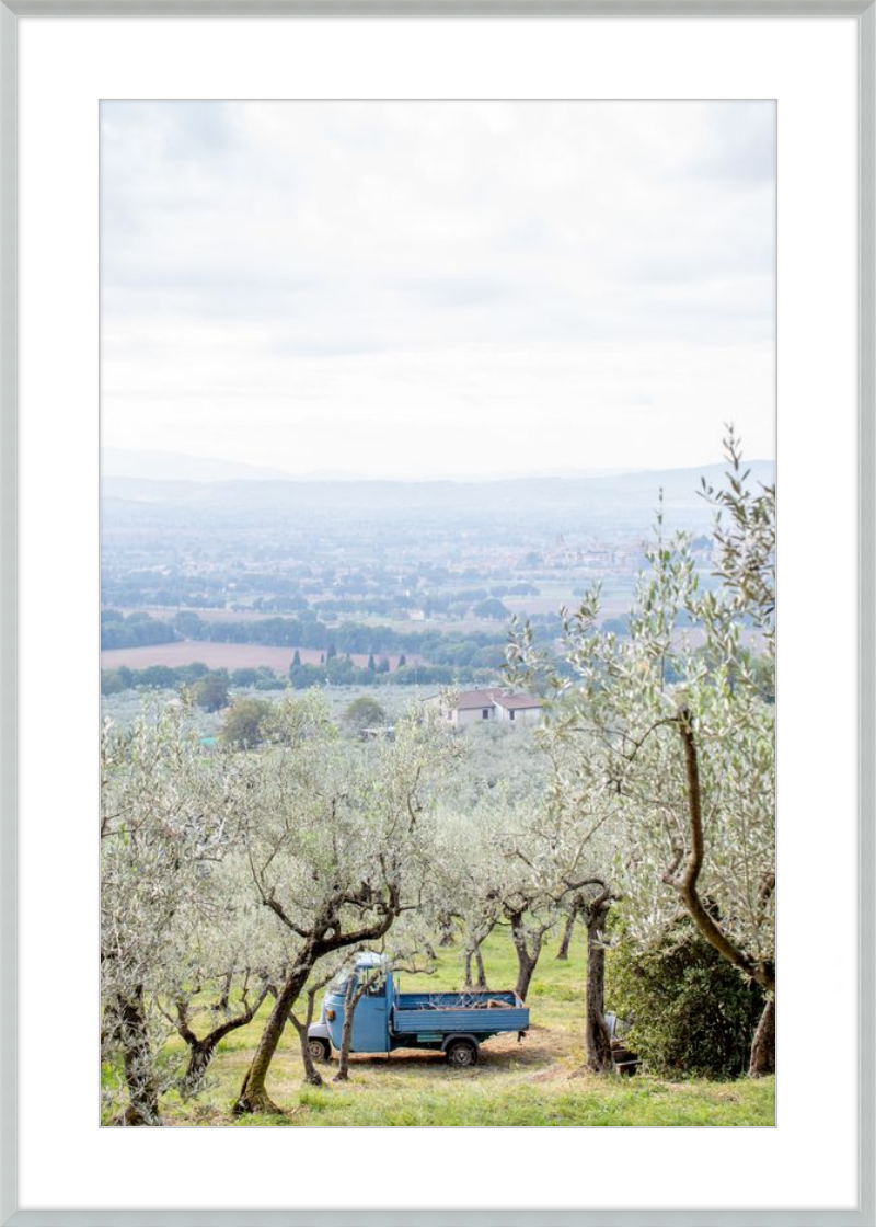 Olive Harvest II