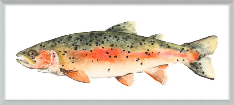 Brook the Trout