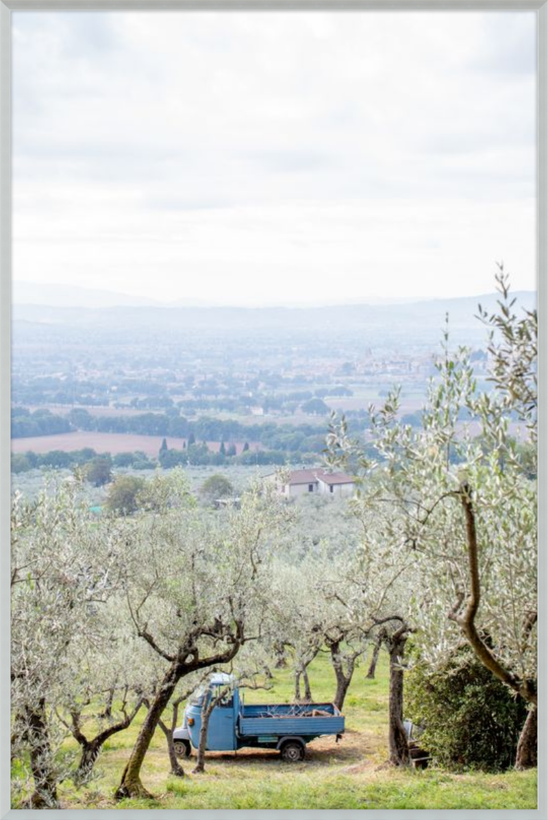 Olive Harvest II