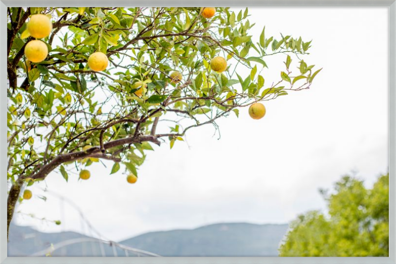 Orange Grove, Greece