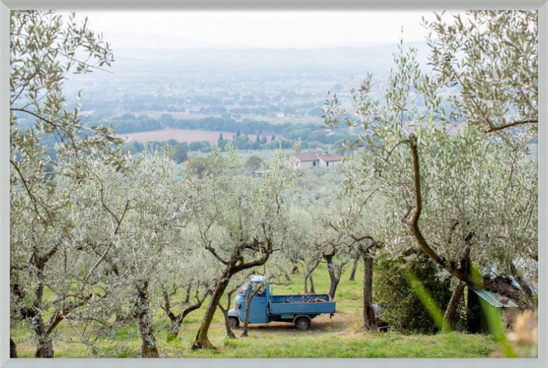 Olive Harvest I