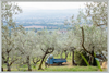 Olive Harvest I