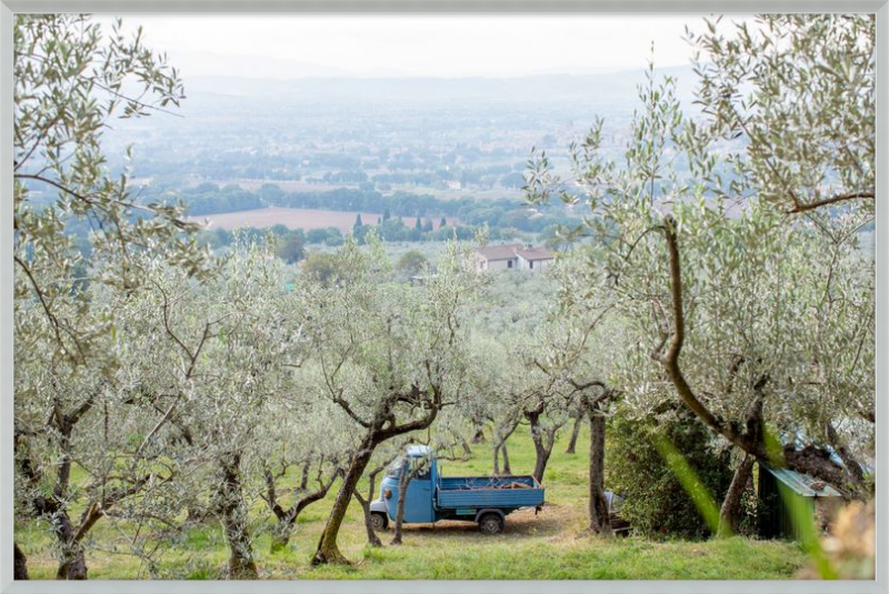 Olive Harvest I