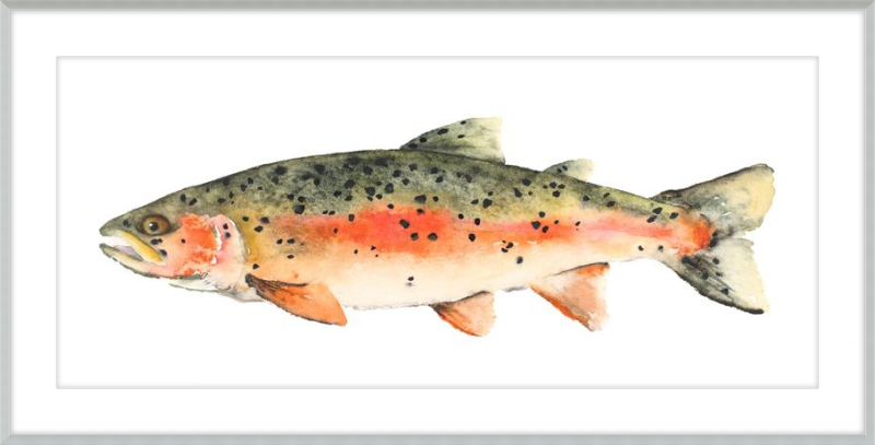 Brook the Trout