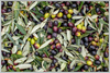 Olive Harvest III