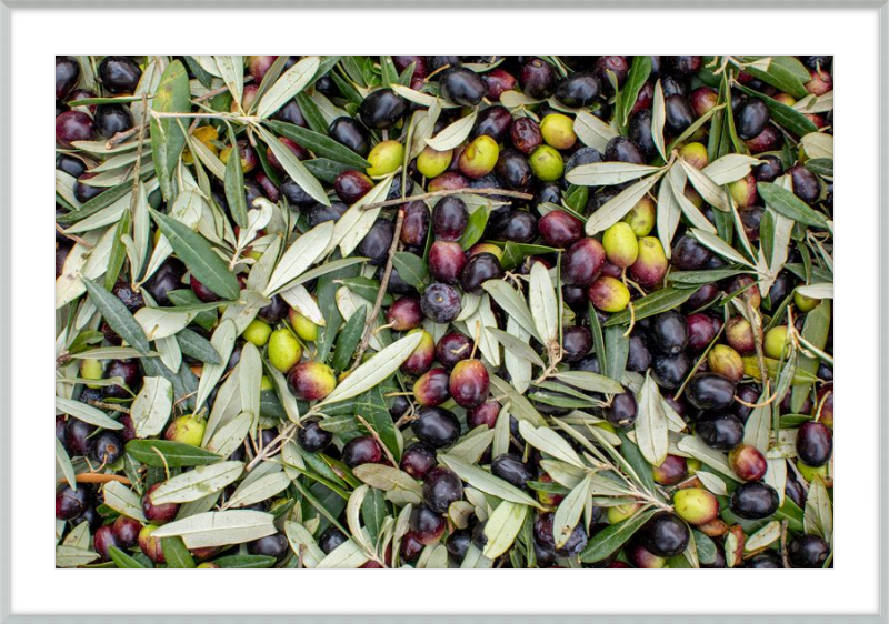 Olive Harvest III