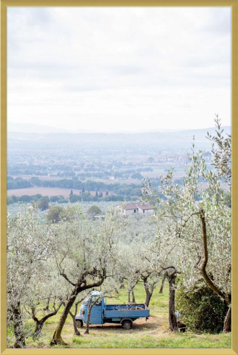 Olive Harvest II