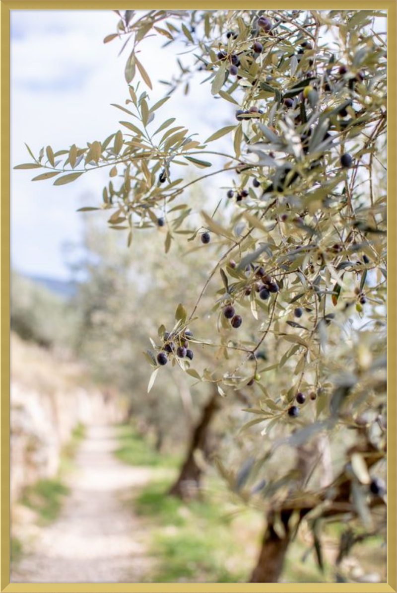 Olive Grove in Spella, Italy