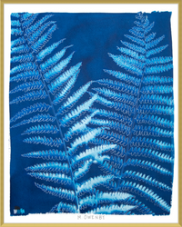 Ostrich Fern