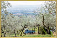 Olive Harvest I