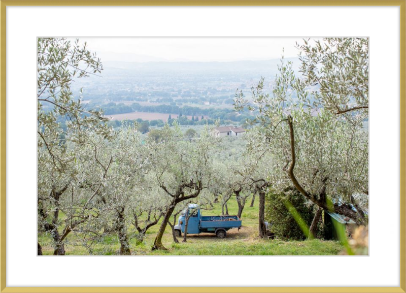 Olive Harvest I