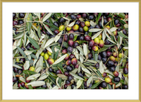 Olive Harvest III