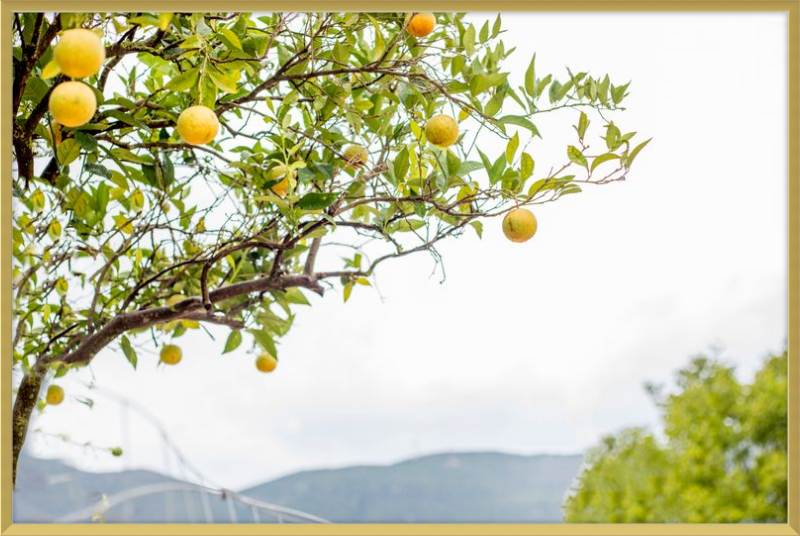 Orange Grove, Greece