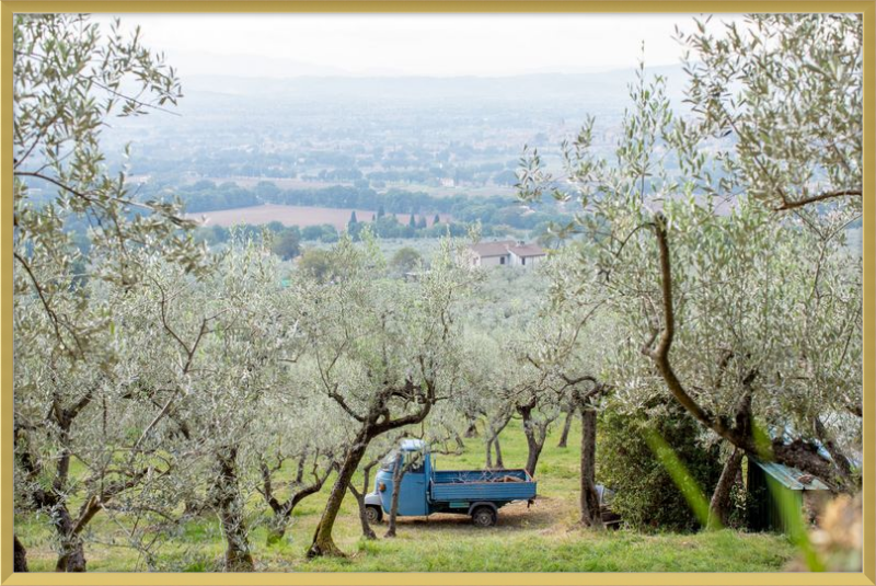 Olive Harvest I