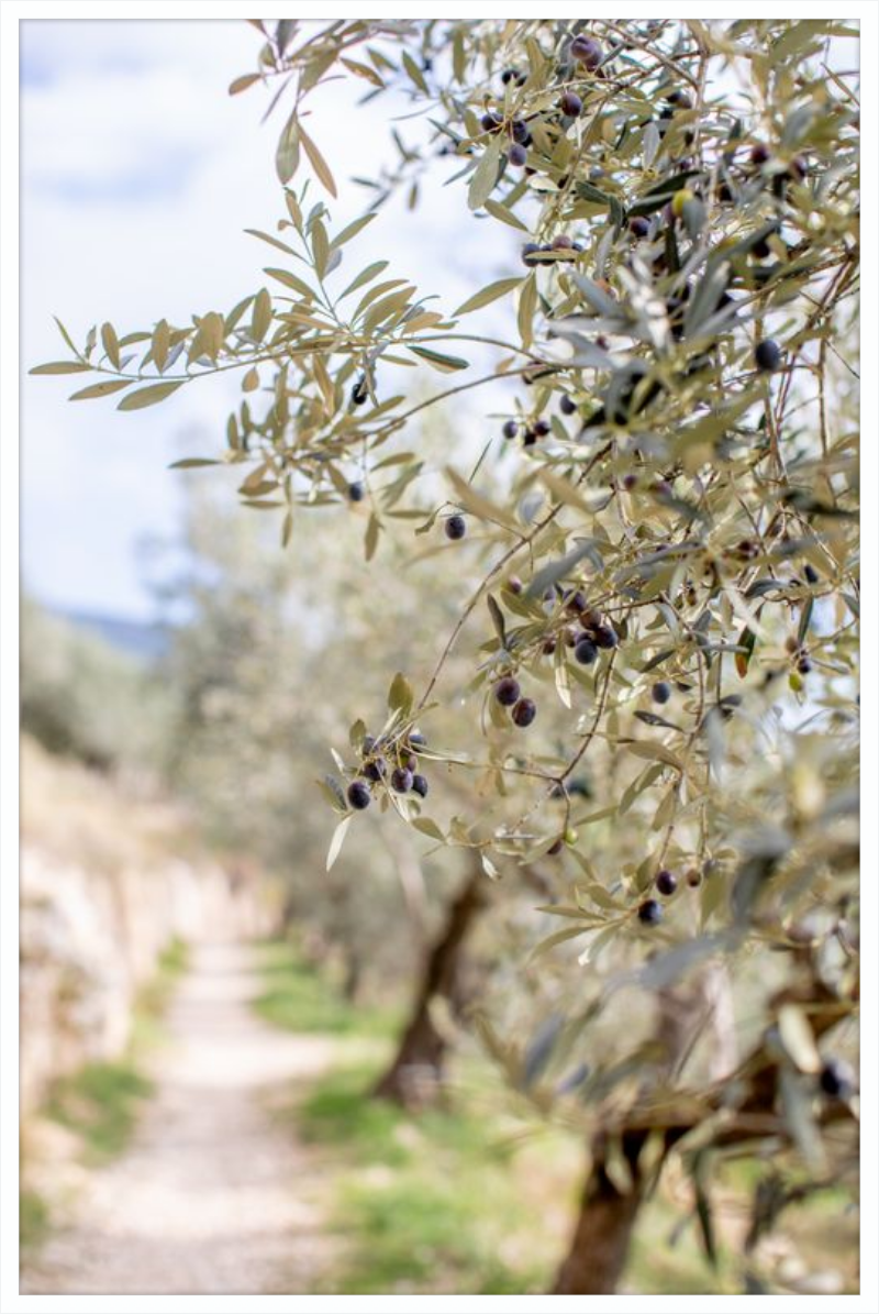 Olive Grove in Spella, Italy