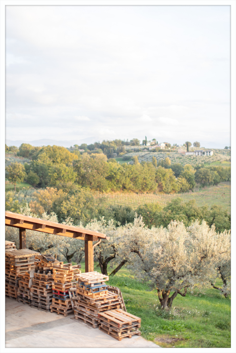 Italian Vineyard