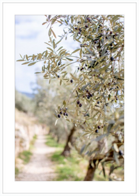 Olive Grove in Spella, Italy