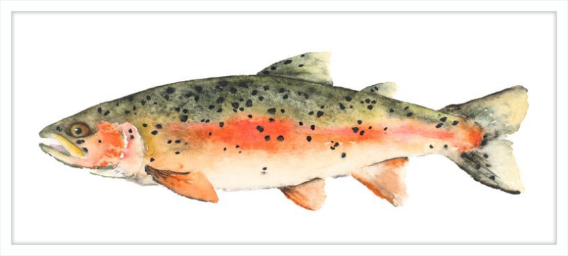 Brook the Trout