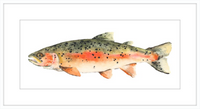 Brook the Trout