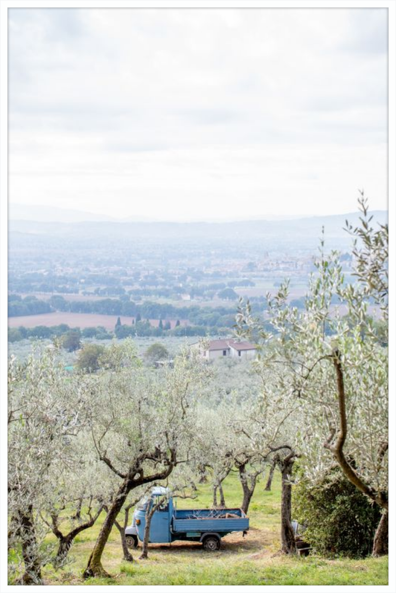 Olive Harvest II