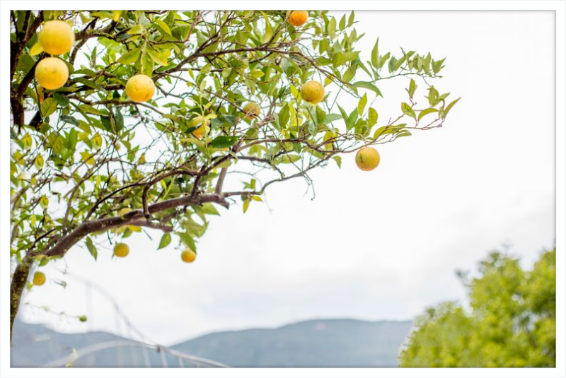 Orange Grove, Greece