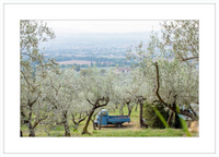 Olive Harvest I