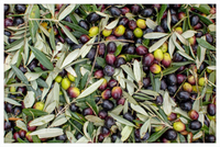 Olive Harvest III