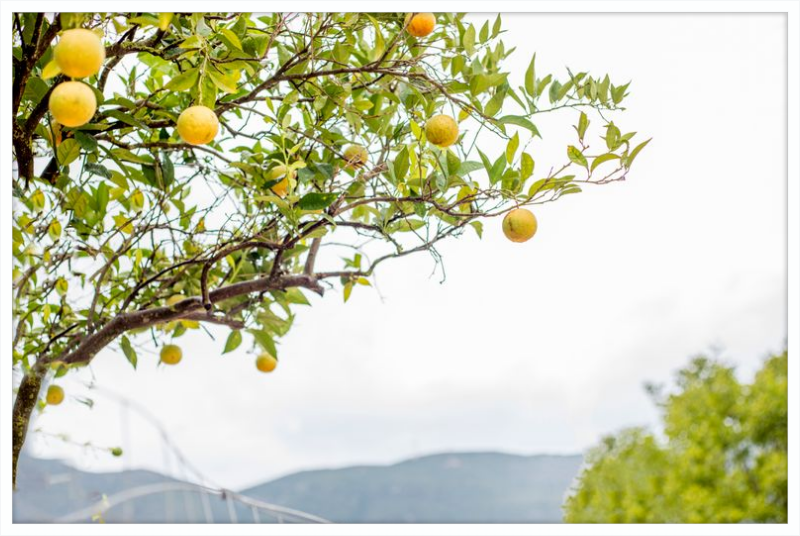 Orange Grove, Greece