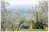 Olive Harvest I