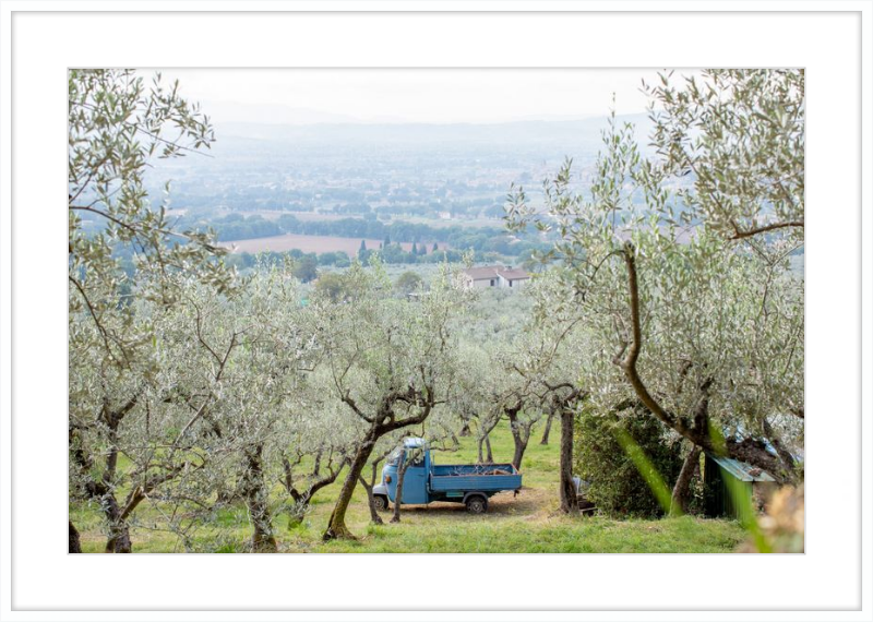 Olive Harvest I