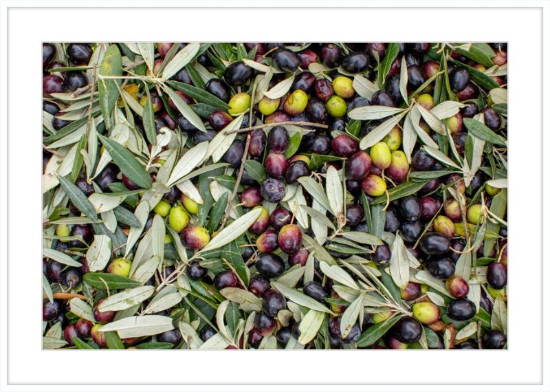 Olive Harvest III