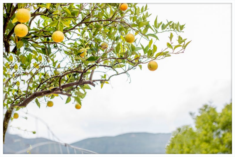 Orange Grove, Greece