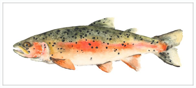 Brook the Trout