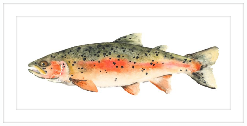 Brook the Trout