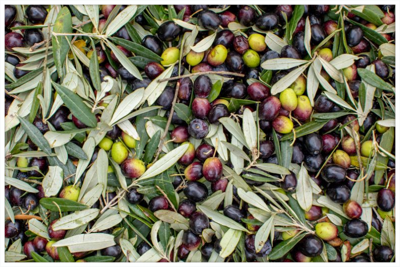 Olive Harvest III