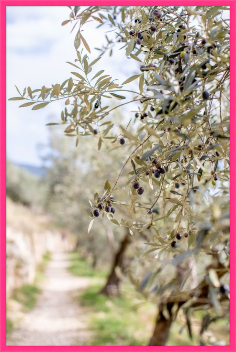 Olive Grove in Spella, Italy