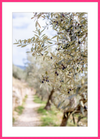 Olive Grove in Spella, Italy