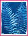 Ostrich Fern