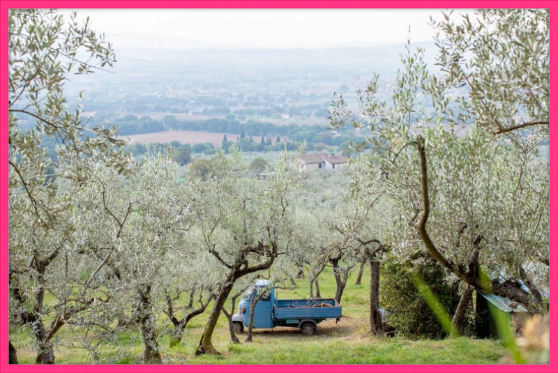 Olive Harvest I