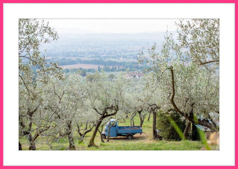 Olive Harvest I