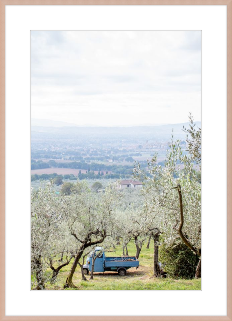 Olive Harvest II